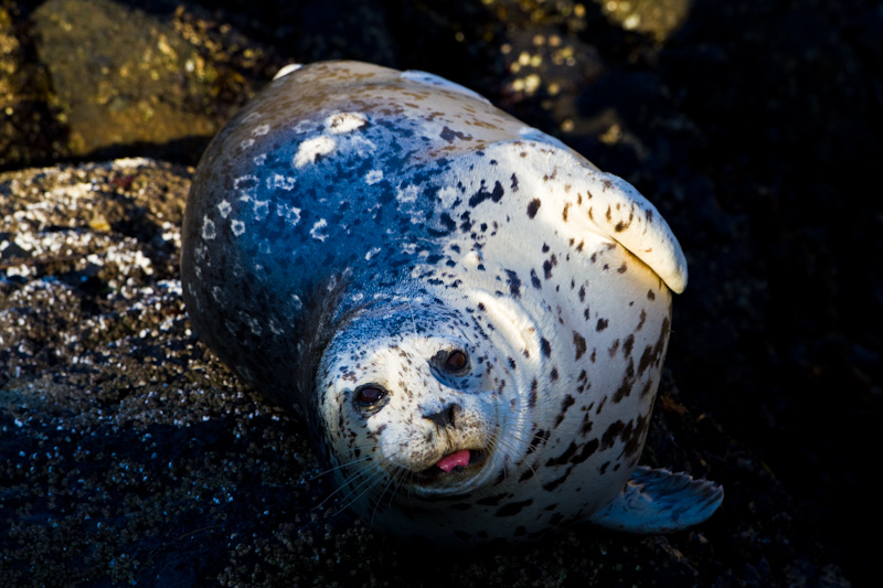 Harbor Seal